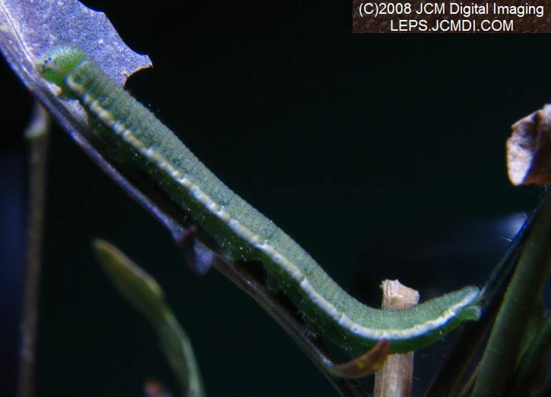 Third instar Sara Orange-Tip butterfly larvae filmed on various days in May, 2008